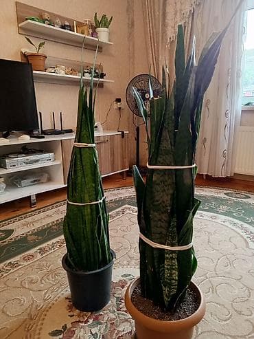 bitki: Sansevieria (Qaynana dili) – iri ölçülü, qapalı məkanlar üçün — 2