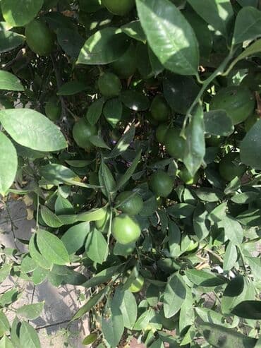 limon ağaçları: Məhsul: Limon ağacı (meyvəli, dekorativ kollu forma) Suvelanda aciq — 4