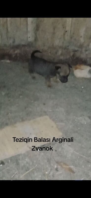 пекинес цена в баку: Звонок — 3