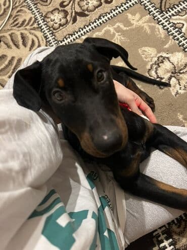 Doberman, 2 ay, Dişi, Peyvəndli lalafo.az -da Doberman, 2 ay, Dişi, Peyvəndli