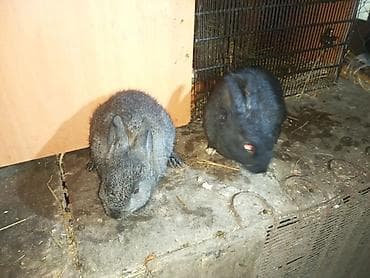 cucə yemi: Məhsul: Dovşanlar (balalar) Təsvir: - Şəkillərdə müxtəlif sayda — 2