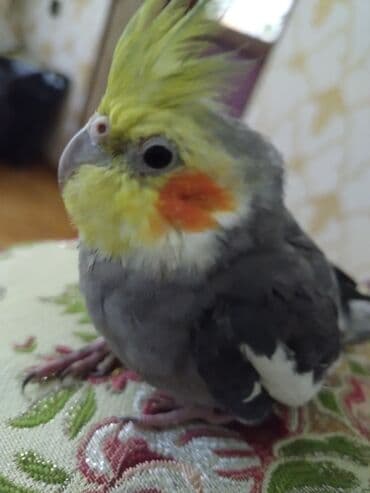 Nymfa (cockatiel) tutuquşu Şərait Olmadigi ucun satilir Sadece Vp - — 1