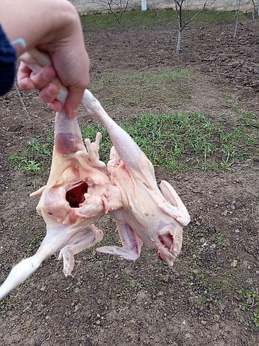 desmal destleri instagram: Kənd toyuğu Toyuq Bütöv — 2