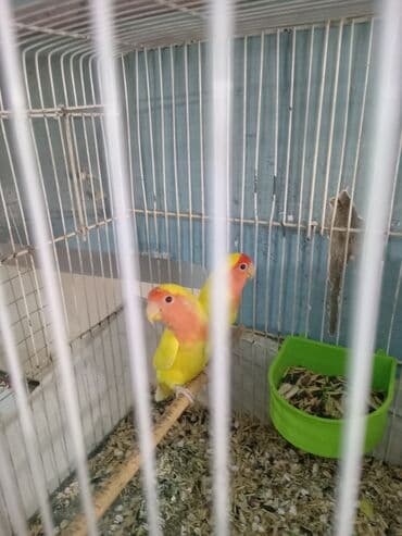 xaski itlerinin qiymeti: Cənnət quşları cütdülər tam sağlam şərait olmadığına görə satılır tək — 6