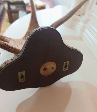 декоративные головы животных на стену: Maral ( sığın) buynuzu, dekor üçün divara asmaq yeri var. Keçən əsrin — 4