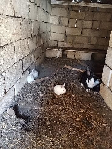 Digər heyvanlar: Optovoy Satılır İki Dişi Yeddi Bala — 1