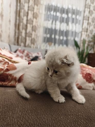 Balıqlar: Britan, Dişi — 8