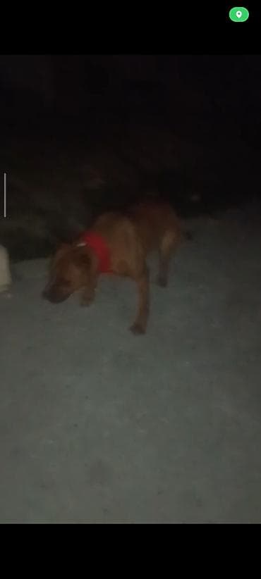 pitbull satılır: Pitbul satıram 150 manata saxlaya bilmirəm - Rəng: tünd-qəhvəyi, qısa — 2