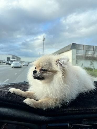 puldur: Şpitz, 5 ay, Dişi, Pulsuz çatdırılma — 7