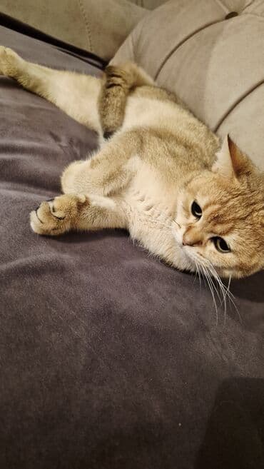 золотая шиншилла баку: Золотая шиншилла, Самец, Для вязки — 9