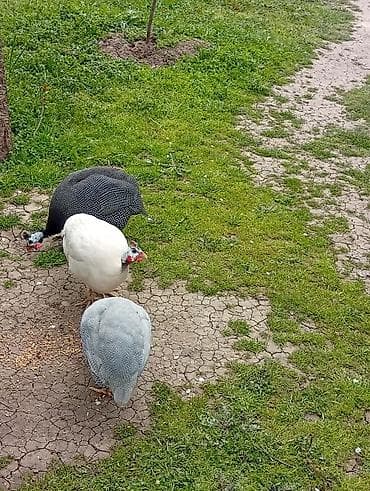 Salam,1erkəy 2disi toyuqlar,Sət-tovuq (Qvineya quşu) – 3 baş - Növ