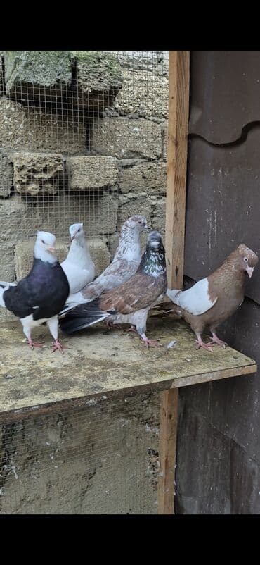 şahin quşunun qiyməti: İran göyərçinləri satılır qiymətlər müxtəlifdi 15 manatdan 50 manata — 6