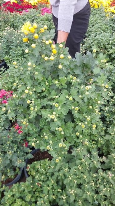 ag yasemen: 1.50 aznden başlayan qiymətlərlə Xrizantema (Chrysanthemum) bəzək — 5