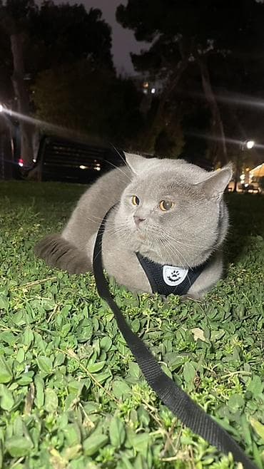 tuksuz pisik: Britan, Erkək, Cütləşmə üçün — 5
