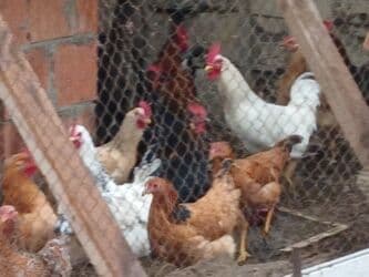 Xoruzlar. 9aylıq xoruzlar satılır