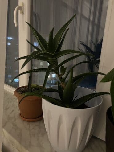 алоэ купить: Aloe (sukkulent) – dekorativ dibçək bitkisi - Növ: Aloe, ətli — 1