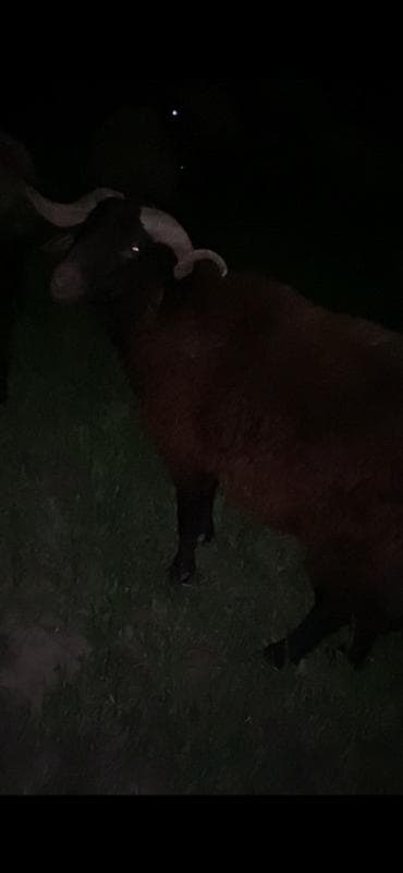 heyvan satisi tap az: 1 yaş yarimliq mor karaman erkey qoyun surmeyine soz ola bilmez — 2