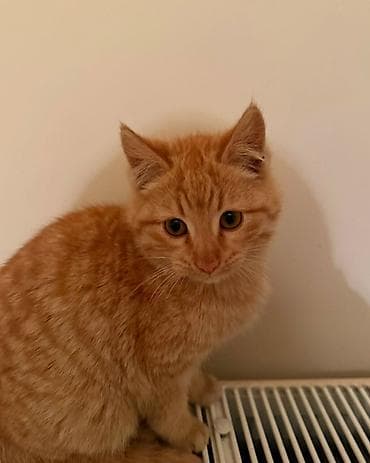 pitbul dişi: Erkək, Dişi, Yaxşı əllərə — 5