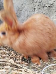 Inəklər, öküzlər: Temiz karlik diwidir erkeyi oladigna gore satiram — 9