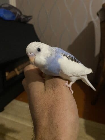 Valnis balaları satılır ətraflı məlumat üçün vasapa yazın Birdəki