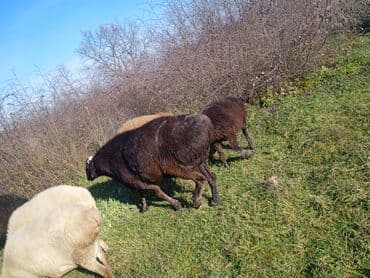 cins ineklerin qiymeti: İKİ YAŞ YARİMLİQ. Diri çəkisi 100 kq.TAM SAQLAM. QOYUN SURMEYNE SOZ — 5