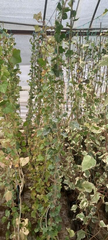 Ağaclar: Hedera (pluş) -Həmşə yaşıl divara özü yapışan .küləyə soyuğa davamlı — 2
