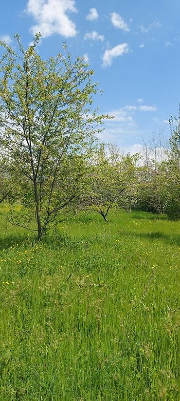 Torpaq: 26 sot, Tikinti, Kupça (Çıxarış), Bələdiyyə — 1