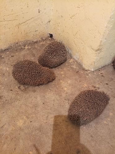 pulsuz heyvanlar: Saglam kirpiler — 4