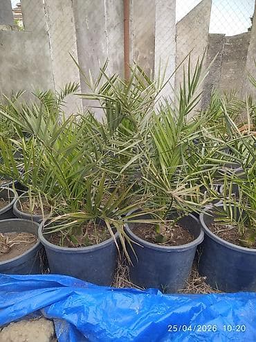Endirimli qiyməti palma ( finik) ağacları satılır. - Bitki