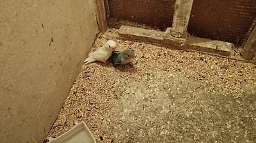 ucuz dana: Məhsul: Sevda papuqaları (lovebird) Təsvir: - Şəkillərdə müxtəlif — 2