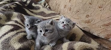 it sekilleri: Britan — 8