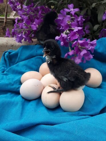 Heyvanlar üçün mallar: Avstrolop mayali yumurta. Deneynen.1.50qep kasetnen.40 azn Bawqa — 2