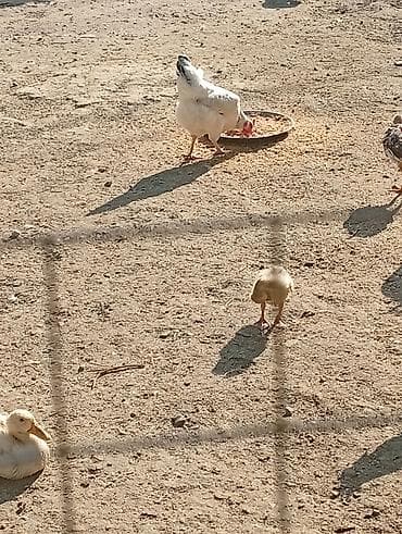 toyuq cuce satisi: Hər cürə heyvan var qaz balası ordey hindusqa nə iddeseniz var işimlə — 4