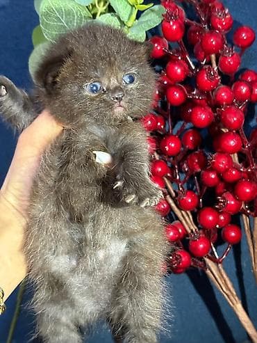 qus yuvasi satisi: Britan, Yaxşı əllərə, Pulsuz çatdırılma — 6