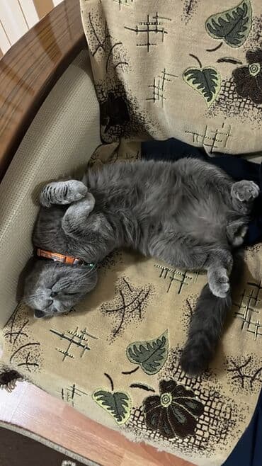 ev pişiyleri: Şotland yastı qulaq, Erkək, Cütləşmə üçün, Ödənişli çatdırılma — 3