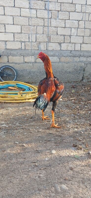 kənd toyuqları: Heyratı beçə satəlır 7 aylıqdı təzə təzə aylır birdəfə yüngül ayağına — 2