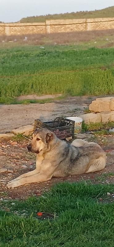 it damlari: Qurdbasar, 2 il, Dişi, Peyvəndli, Ödənişli çatdırılma — 9