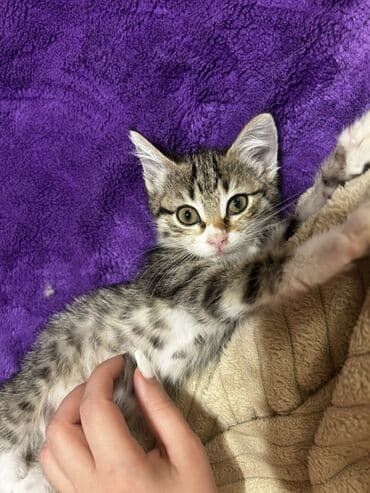 ev pişiklər: Yaxşı əllərə — 1