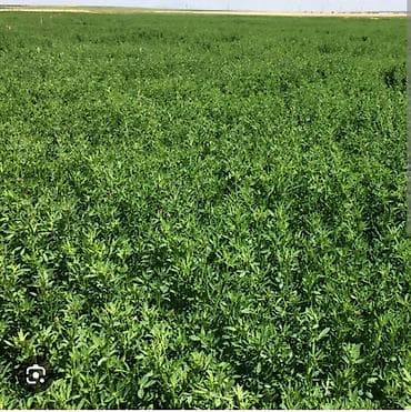 Yonca toxumu – yüksək məhsuldarlıq üçün Kilosu 5.5 AZN Məhsulun növü lalafo.az -da Yonca toxumu – yüksək məhsuldarlıq üçün Kilosu 5.5 AZN Məhsulun növü