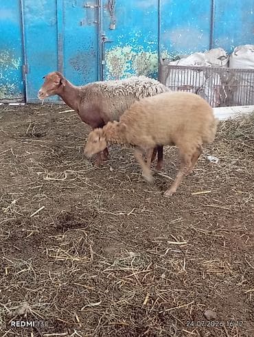 pekines bala: Ana bala qoyundu qoyun qoca qoyundu disderi agzindadi yemek icmeyinde — 2