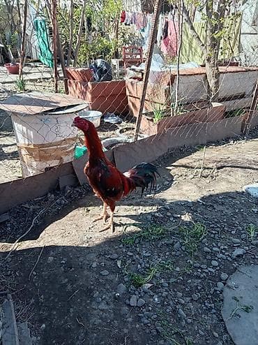 ev seraitinde cuce saxlamaq: Heyratii xoruz .1 yaşdan biraz artıqdı dava görməyib hələ — 3