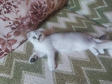 Кошки: Шотландская — 9