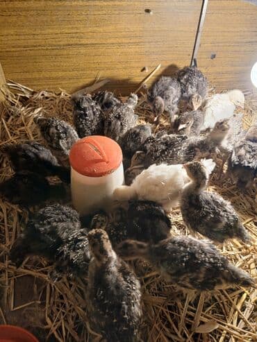 kanada hinduska: Salam Hinduşka balaları satılır 30 dənədi ünvan Kürdəxanı 15-20 — 1