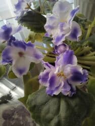 Gübrələr: Цветущие фиалки.По 10 м — 2