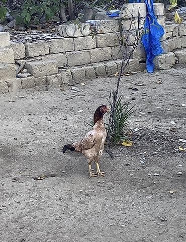 cat: Xoruz, Heyratı, il: 2, Ünvandan götürmə, Ödənişli çatdırılma — 7