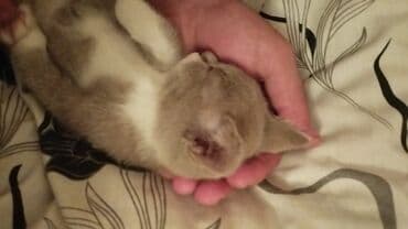 pişiklər: Dişi, Yaxşı əllərə — 4