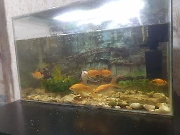 cuce satisi 2020: Akvaryum komplekti – qızılbalıqlar ilə - Şüşə akvaryum: düzbucaqlı — 5