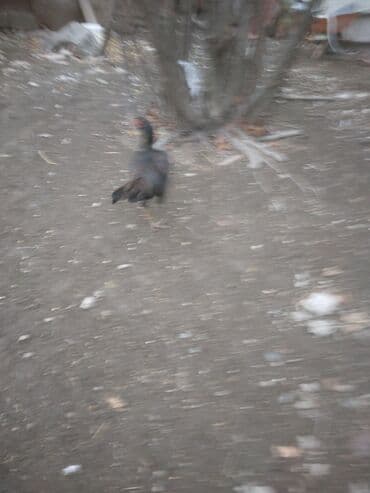 Коровы, быки: Куриные цыплята, Для мяса — 5