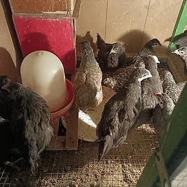 sort toyuq: Toyuq, Damazlıq — 2