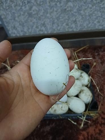 süt: Təzə qaz yumurtası - Ağırlığı iri ölçülü, qalın qabıqlı, ağ rəngli — 2